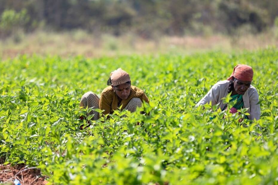 O governo do Reino Unido reprime os empregadores desonestos e os trabalhadores ilegais